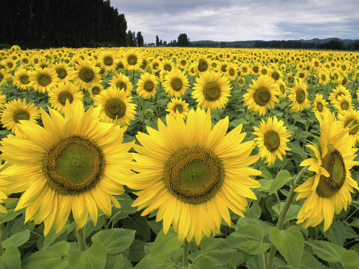 431456 (a): :1600x1200